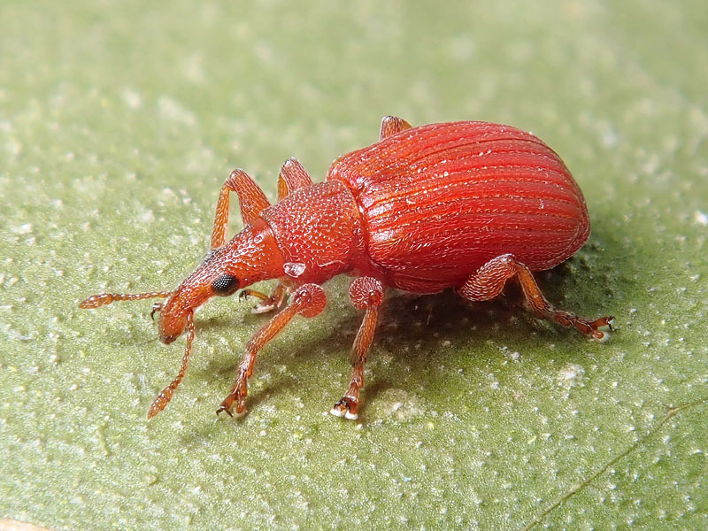 Apionidae: Apion frumentarium o cruentatum?  Apion frumentarium